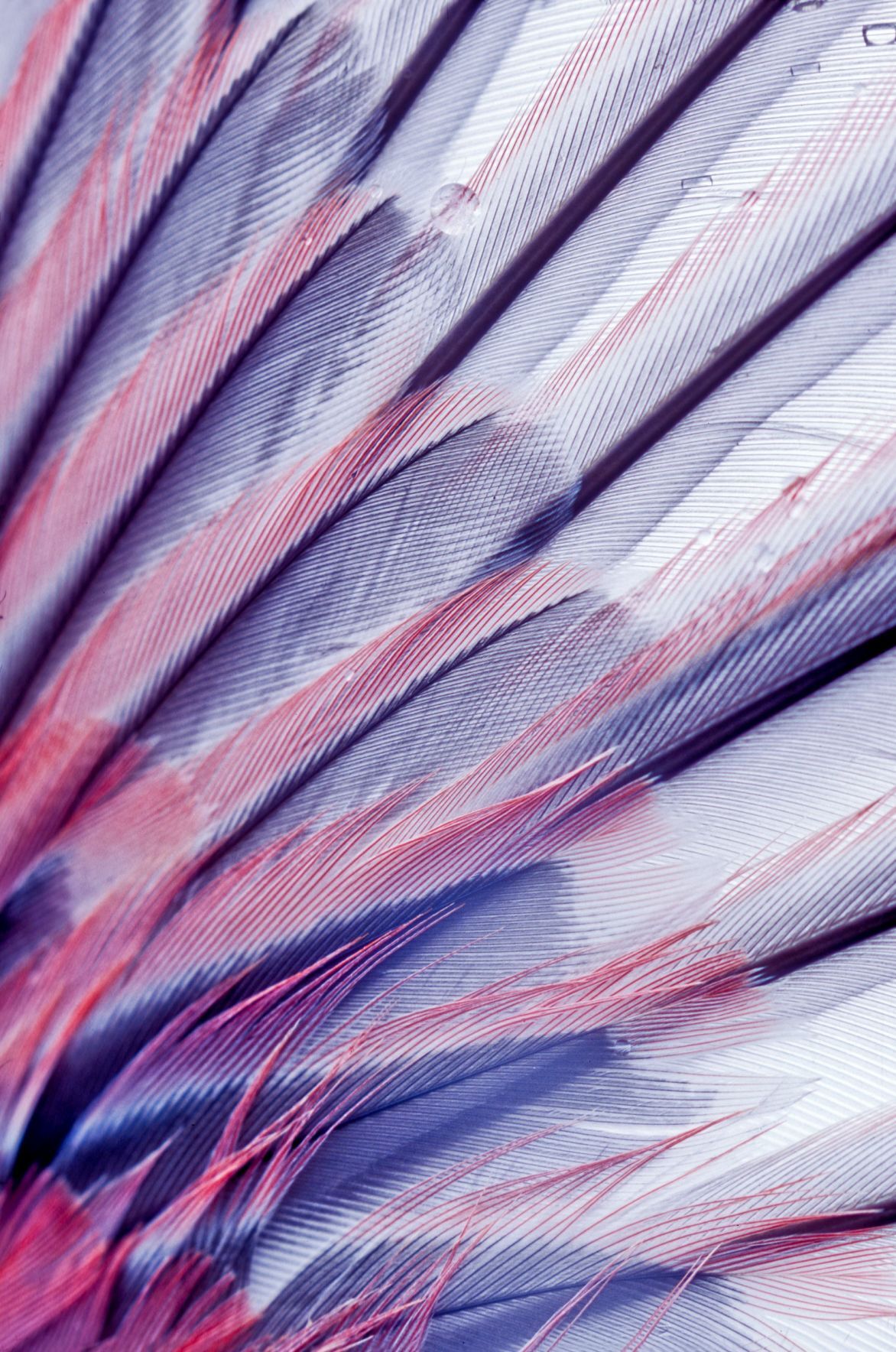 Feathers